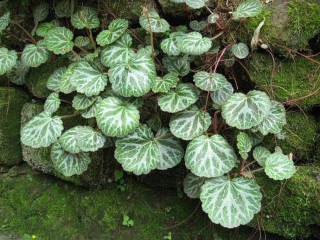 乡下山上这种野草,人称"金线吊芙蓉,一斤售价32元