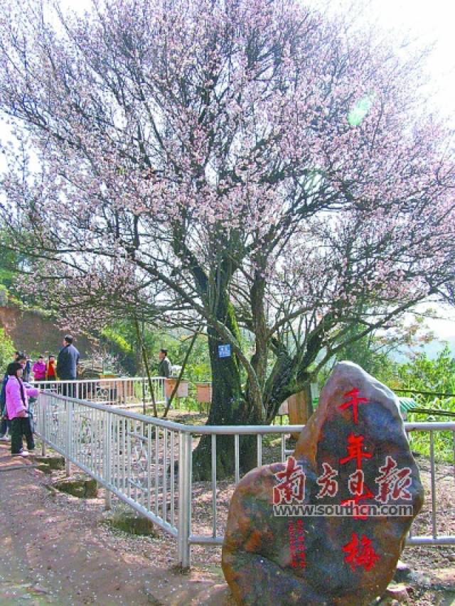 梅州唯一千年潮塘古梅获评中国最美古树