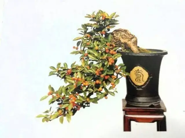 (部分图片源自网络,如有侵权联系删除)