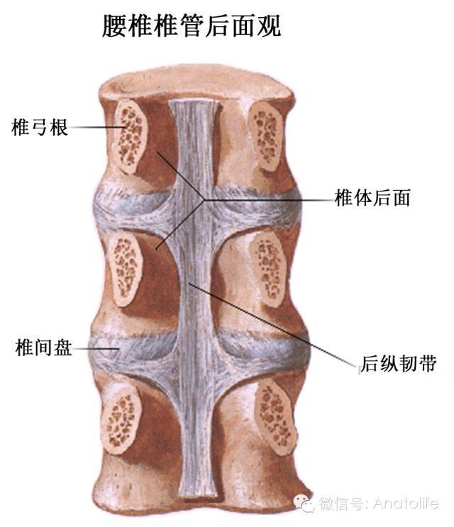 腰椎椎弓根切断,显示后纵韧带和椎间盘