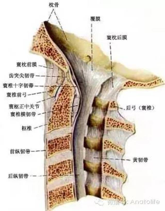 【收藏】脊柱解剖的基本要点