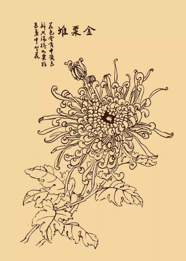 这么美的白描菊花,忍不住要分享给你!