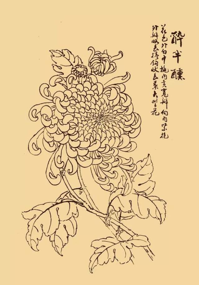 这么美的白描菊花,忍不住要分享给你!