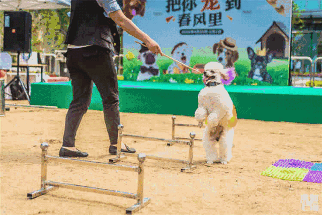 这个春天,我们只想