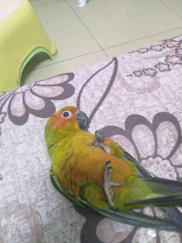 致打算和正在手养鹦鹉的新手,别到鸟死了才想起来后悔