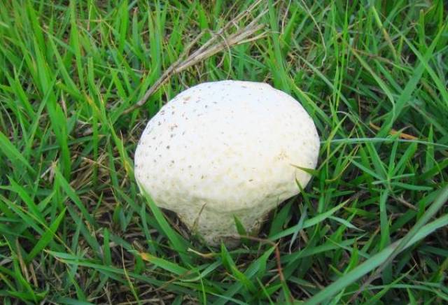 新疆山区最常见的蘑菇辨别方法,太详细了!图片对照,赶紧收藏!