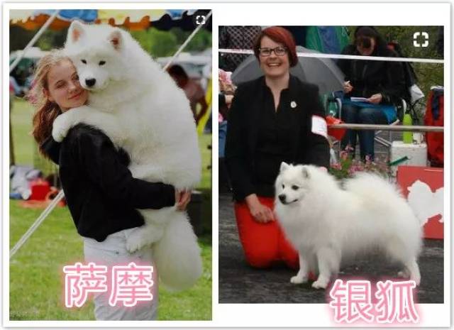 其实萨摩和博美,银狐,爱斯基摩犬都很像,但是国内爱斯基摩犬并不多