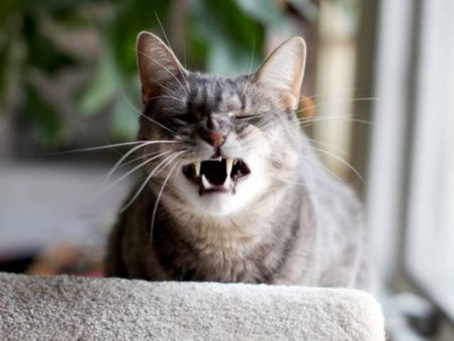 猫咪打喷嚏的瞬间,它们的表情好搞笑