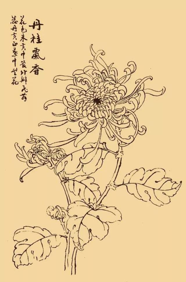 这么美的白描菊花,忍不住要分享给你!