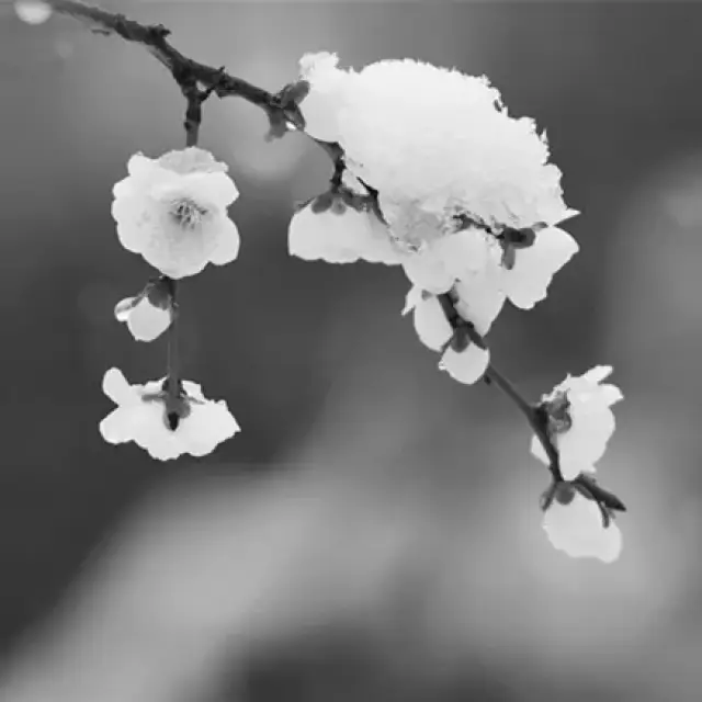 春日忆雪:有梅无雪不精神, 有雪无诗俗了人!