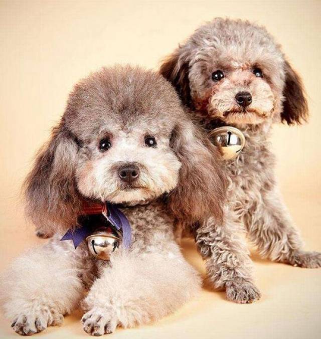 你知道吗,饲养泰迪犬有5大误区碰不得!