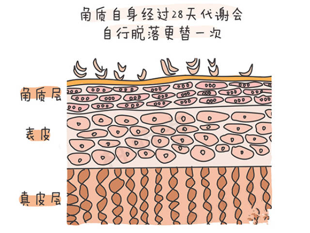 角质自身经过28天代谢会自行脱落更替一次,既然老旧角质会自行脱落