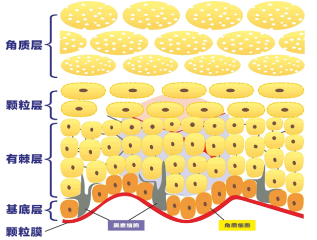 结构性脂质是指表皮各层尤其是角质层的细胞间脂质,它们是表皮结构的