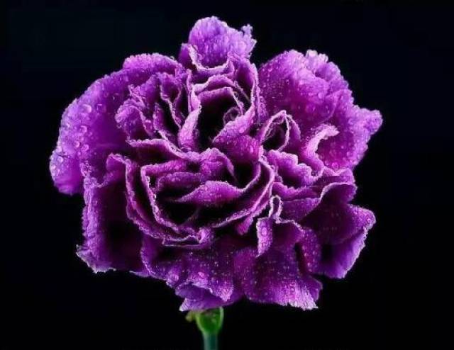 送花对象:母亲,长辈 紫色康乃馨: 花语:率性,任性,变幻莫测.