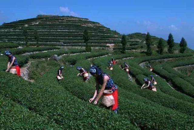 揭秘:福建卖茶女团队,一年骗上百万