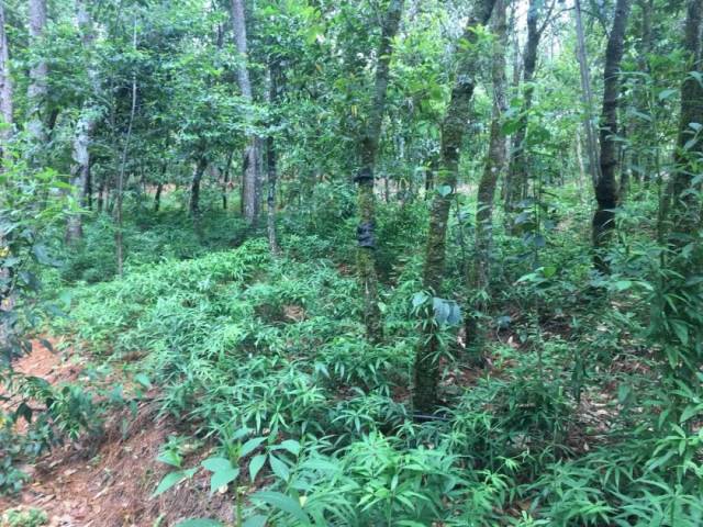 从哀牢山到无量山,从高山密林到河谷小坝,从林下中药材种植到露地