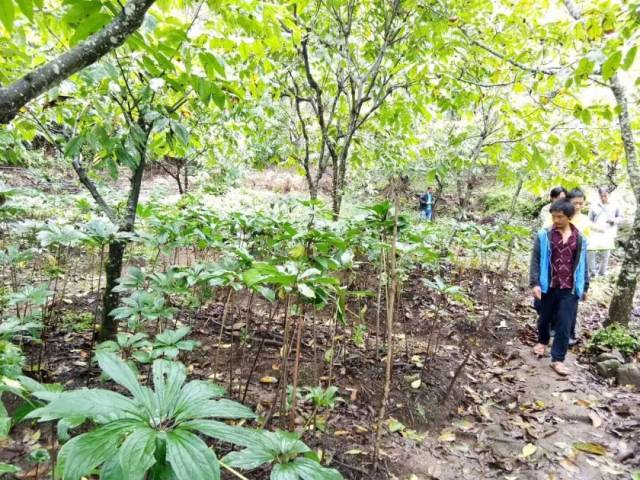 从哀牢山到无量山,从高山密林到河谷小坝,从林下中药材种植到露地生态