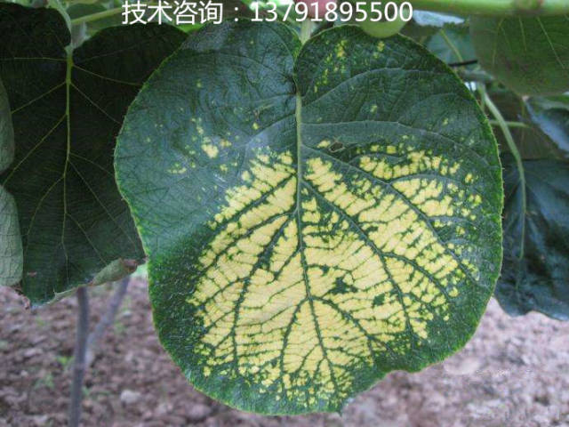 猕猴桃黄叶病黄化病返青措施