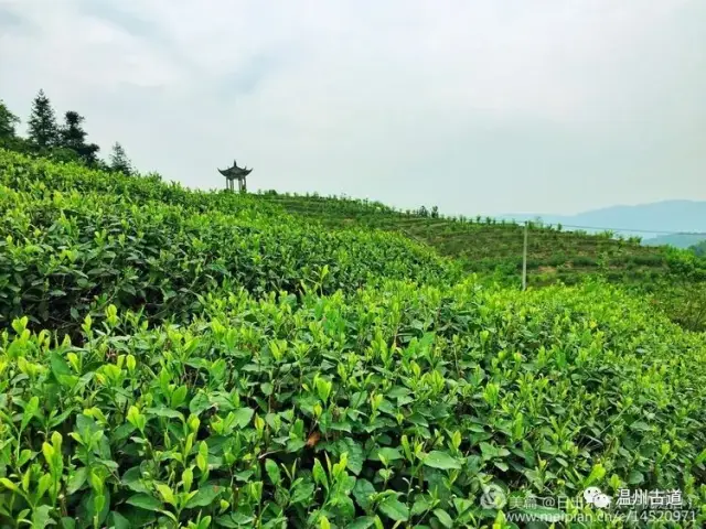 暮春五凤香茗园游,满目苍翠万里香飘