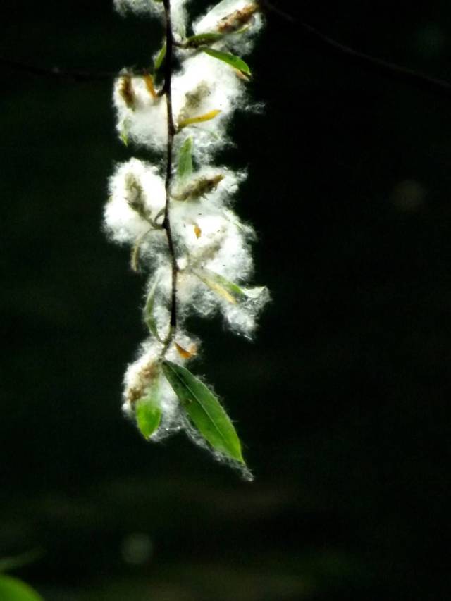 北京种植的杨,柳树品种主要包括白毛杨,加拿大杨,旱柳,垂柳等.