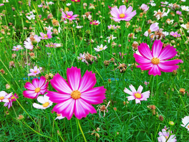 旅行时分秒:此花叫格桑花,又被誉为象征美好的"幸福花