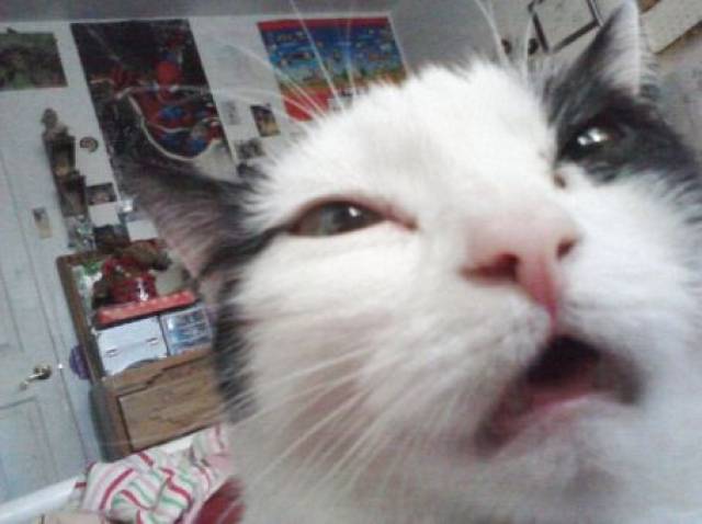 猫咪打喷嚏的瞬间,它们的表情好搞笑