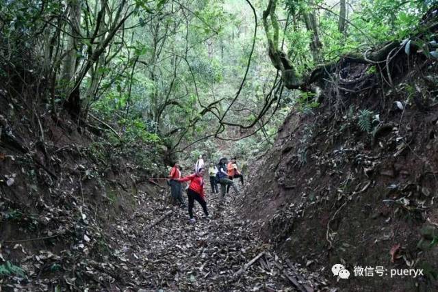 行走在"茶庵鸟道"上,体验古普洱府"普阳八景"之奇美