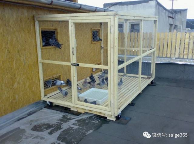 【图集】家庭楼顶建造鸽舍及饲养鸽子的实例!