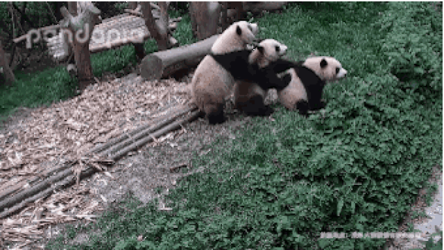 壁纸 大熊猫 动物 狗 狗狗 340_192 gif 动态图 动图