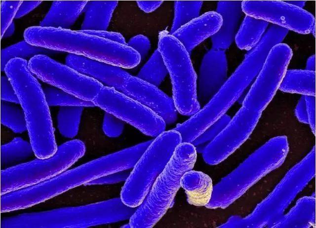 e.coli大肠杆菌有多可怕?