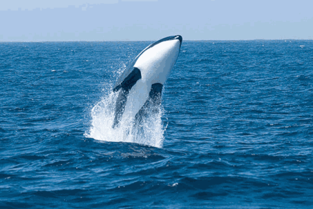 鲸鱼,海豹,海狮以及海象有一个共同的特点,它们都属于肉食性海洋哺乳