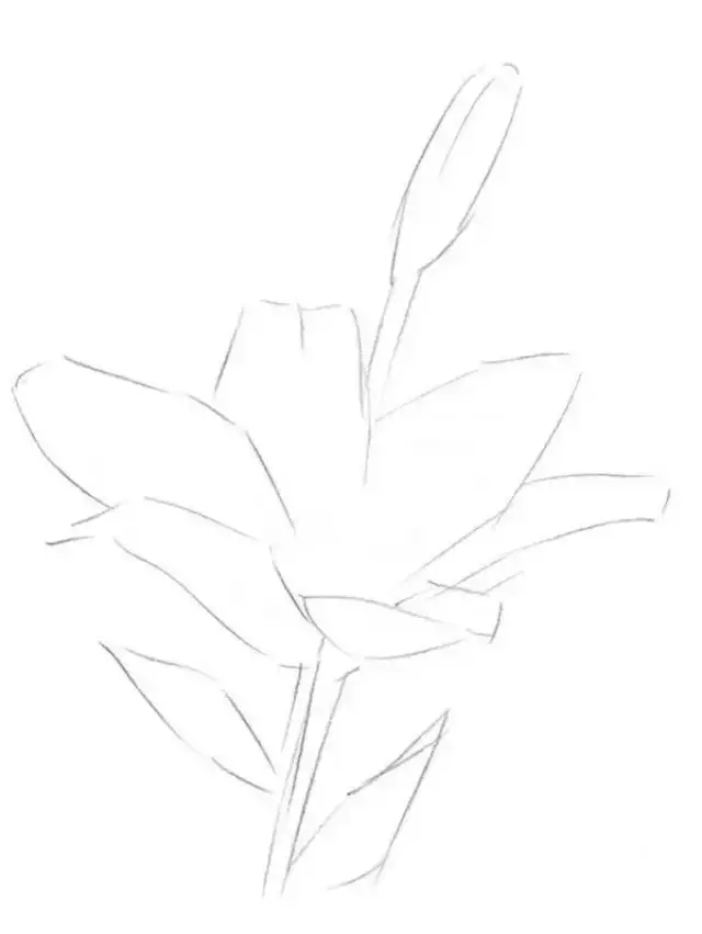 素描教程丨花卉素描之百合花,收藏学习了
