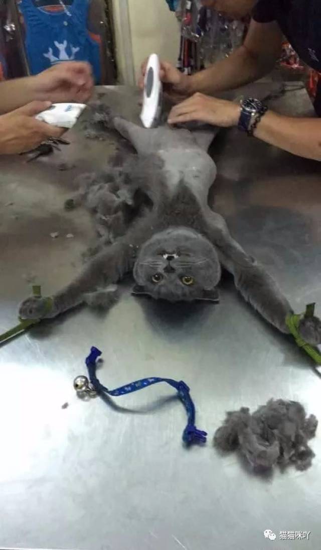 猫咪剃毛时发出惨叫声,主人有点担心,悄悄的走进去后看到了这幕