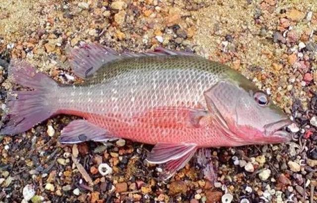 每天认识一种鱼(223)丨紫红笛鲷:大红大紫的鲷鱼