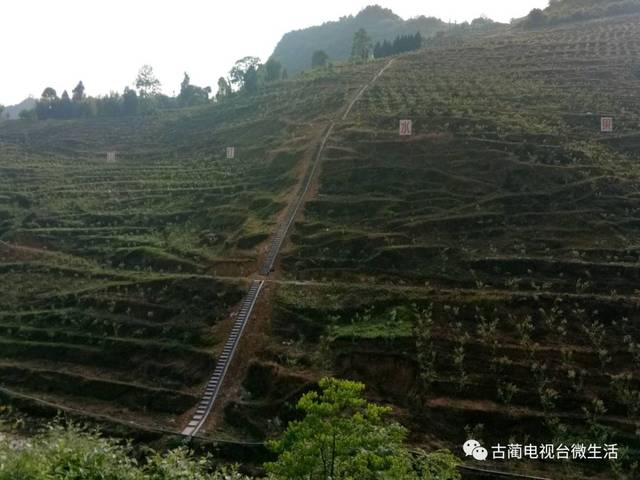 【关注】古蔺龙山镇这"三板斧"挥得太好了!