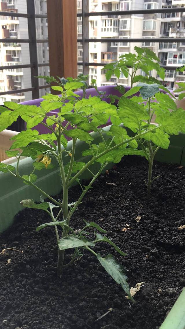 盆栽种植番茄技巧:如何让你的小番茄结果不断?