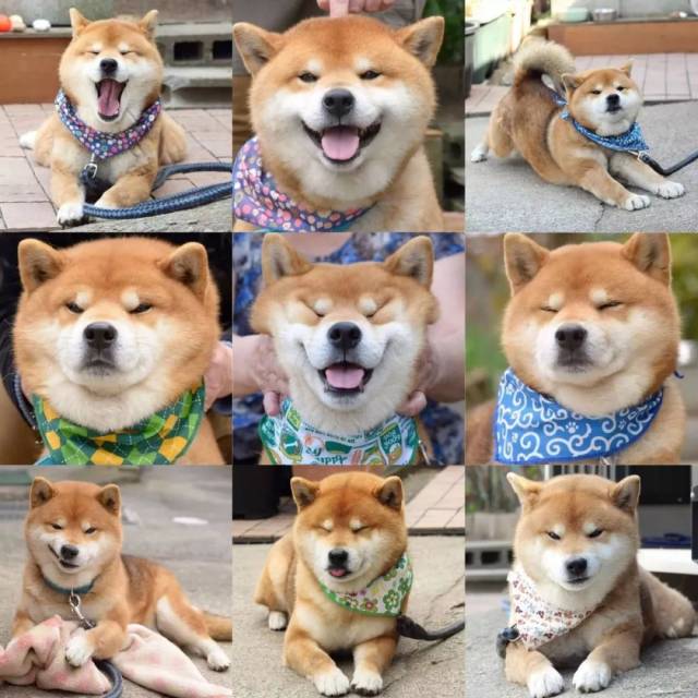 湖南居然有家柴犬网红店,随手都是行走的学校!来撸!表情的广州高中好民办图片