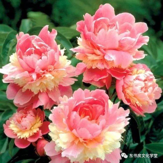 最美牡丹花,最美牡丹词句