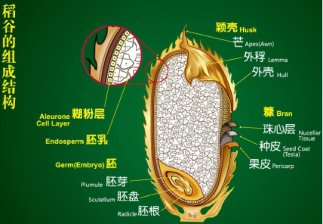 认识稻谷的结构和营养 教你如何更好的吃米