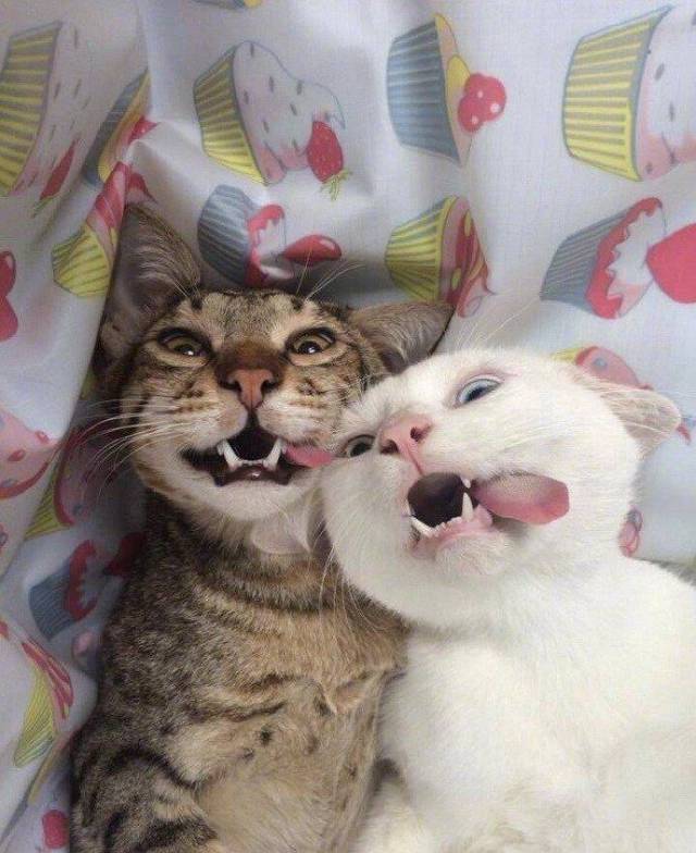 搞笑动物趣图,一只猩猩着急上厕所快憋疯了,接下来的举动笑趴了