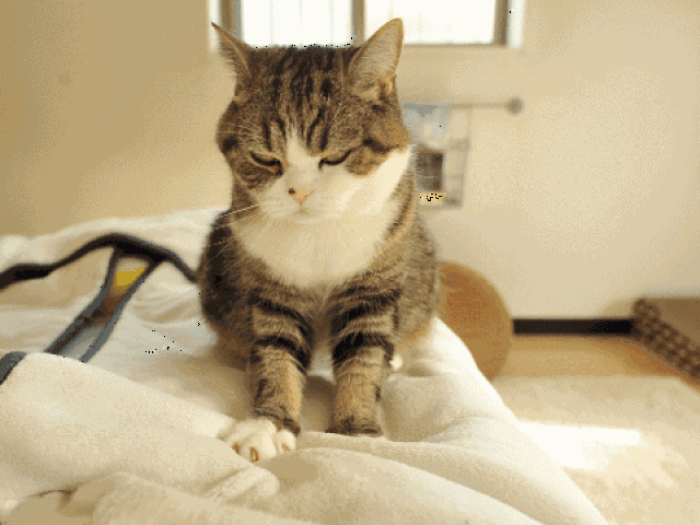 壁纸 动物 猫 猫咪 小猫 桌面 480_360 gif 动态图 动图