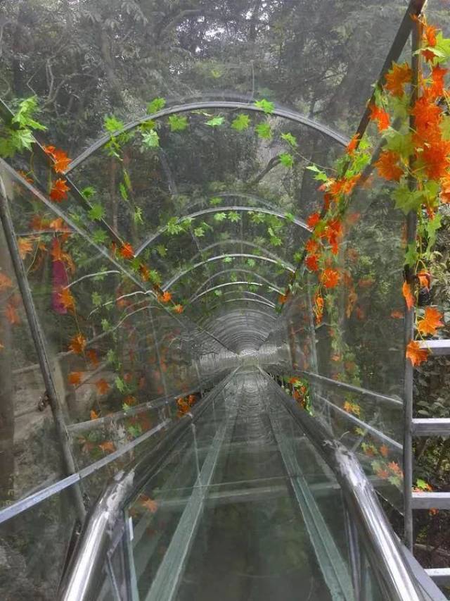 茶山景区玻璃桥是目前山东省唯一的一条跨度最大,落差最高的玻璃天桥!