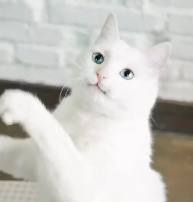 被一道耽搁的菜名好菜,蚂蚁上树gta5机库猴子图片