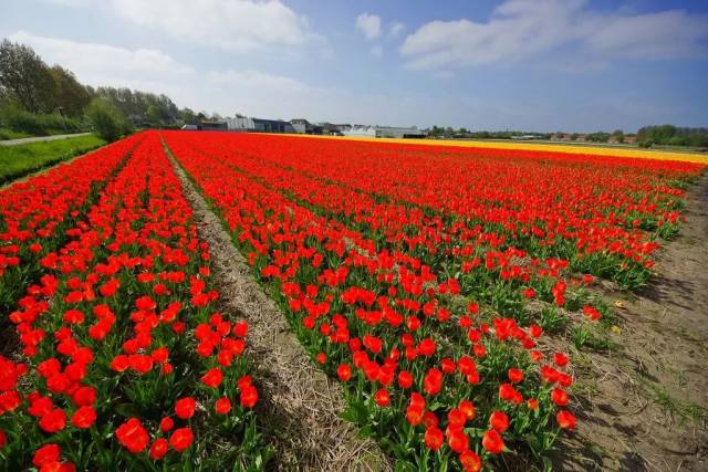 探访世界上醉美丽的春天 | 荷兰签证随手拿!