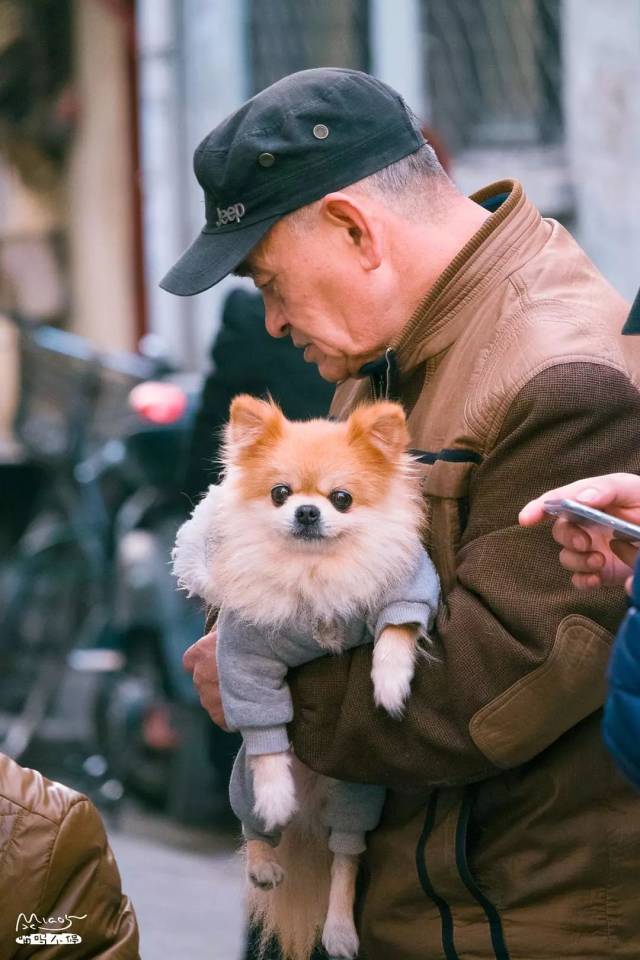 上海古城附近某弄堂,一位爷叔抱着自家的爱犬看人打牌,而狗狗好像不太