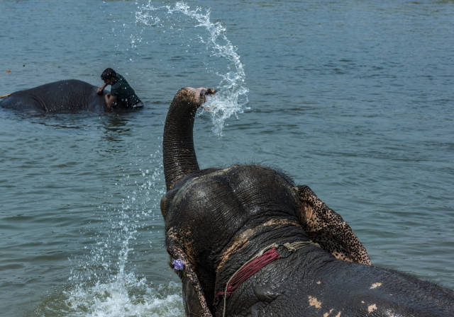 全球游客都趋之若鹜的尼泊尔奇特旺国家公园