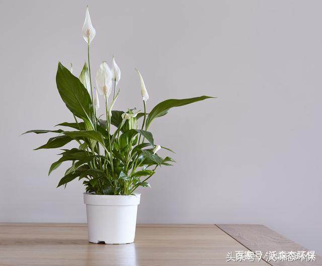 和平百合这种植物将有助于降低湿气的水平,因为它是一种尽管被水浇灌
