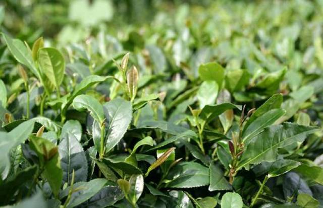 吴妃玲:茶树有哪些种类,茶树的特征又有哪些呢!