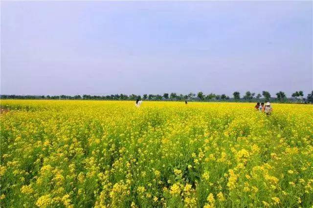 上庄村翠湖北路油菜花田 顺义大孙各庄镇油菜花 今年共种植花海900余