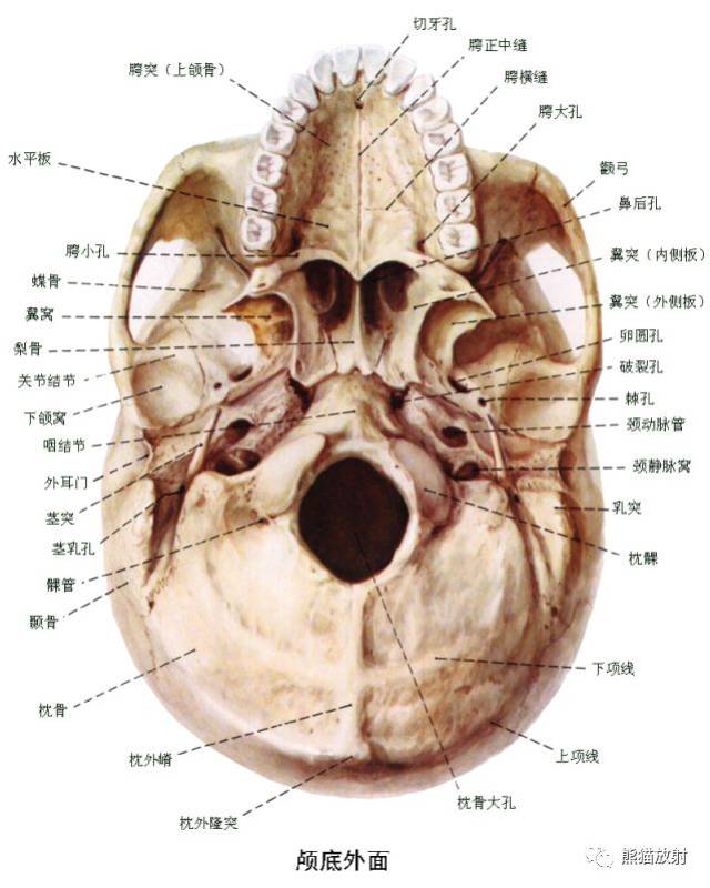 解剖丨颅底孔道及内容物